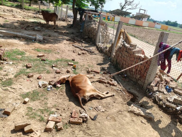 योगी सरकार में गौ माताओं का हाल हुआ बत से बत्तर