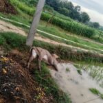 करंट की चपेट में आने से नीलगाय की मौत