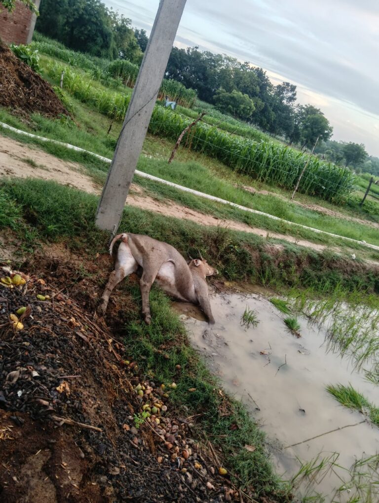करंट की चपेट में आने से नीलगाय की मौत